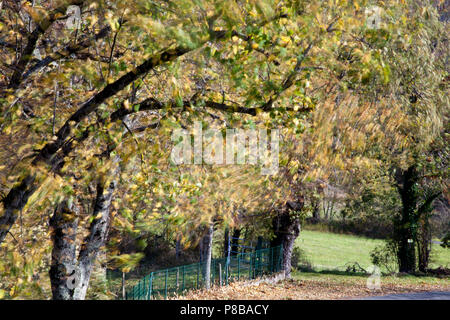 Vento autunnale attraverso gli alberi di San Marziale, Varen, Francia utilizzando una lenta velocità di otturazione per mostrare il movimento delle foglie sotto il sole Foto Stock