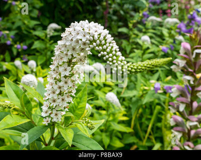 Fiori in fiore nel giardino estivo di Londra, con primo piano di fiori Lysimachia o Loosestrife, UK