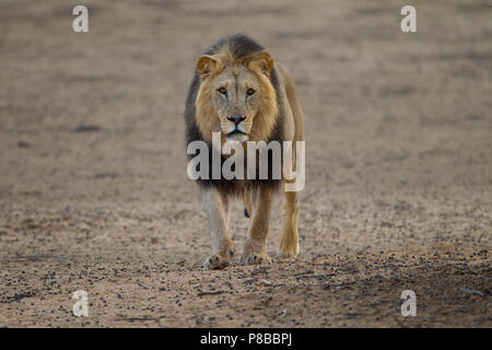 Maned nero deserto Kalahari ritratto di Lion Foto Stock