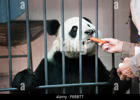 Una donna visitatore è l'alimentazione di un panda gigante a Chengdu centro di allevamento Foto Stock