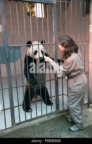 Una donna visitatore è l'alimentazione di un panda gigante a Chengdu centro di allevamento Foto Stock