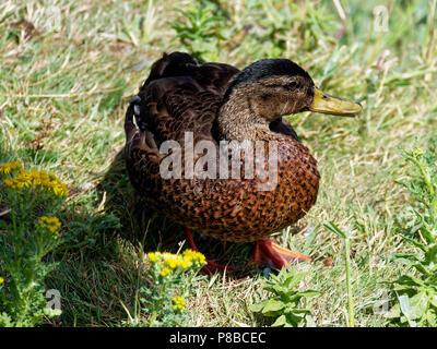 Il Germano Reale , RSPB Newport, Regno Unito Foto Stock