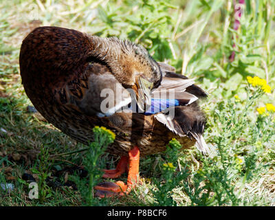 Il Germano Reale , RSPB Newport, Regno Unito Foto Stock