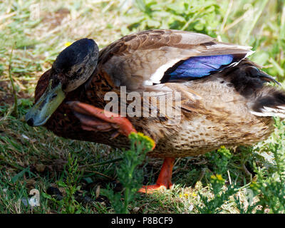 Il Germano Reale , RSPB Newport, Regno Unito Foto Stock