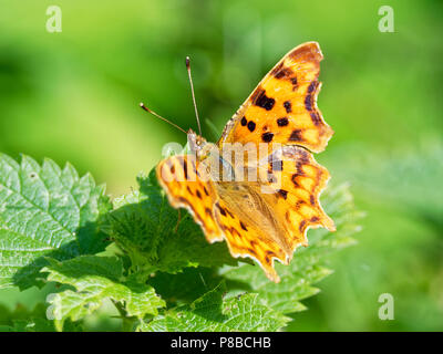 Virgola , Polygonia c-album, Butterfly Foto Stock