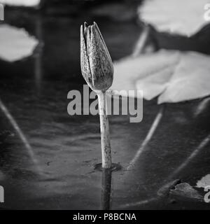 Il Woodlands TX USA - giugno 5, 2018 - Lily Pad fiore chiuso in B&W Foto Stock