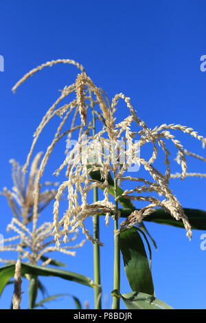 Infiorescenza staminifera di mais contro il cielo blu chiaro Foto Stock