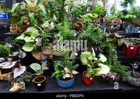 Selezioni di piante da interni in vasi decorativi Foto Stock