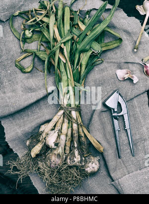 Un mazzetto di giovani aglio fresco è legato con una corda su un tovagliolo di lino, nei pressi di un ferro da stiro pressa per estrusione, tonificazione vintage Foto Stock