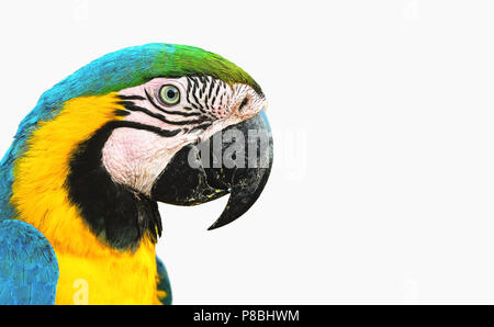 Blu-giallo macaw noto come Arara Caninde isolato su bianco. Foto Stock