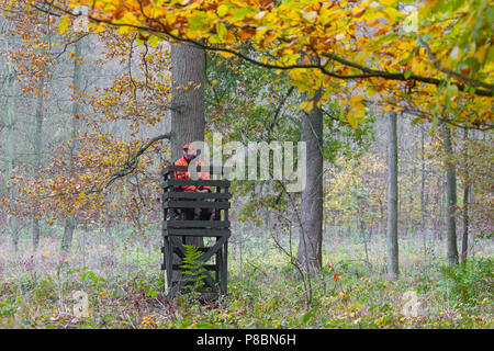 Big Game Hunter vestito in arancione in attesa in pelle sollevata a sparare cervi nel bosco durante la stagione di caccia in autunno Foto Stock