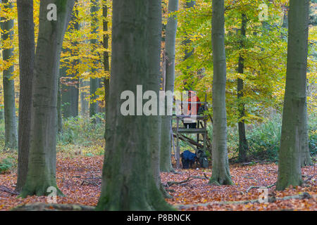 Big Game Hunter vestito in arancione in attesa in pelle sollevata a sparare cervi nel bosco durante la stagione di caccia in autunno Foto Stock