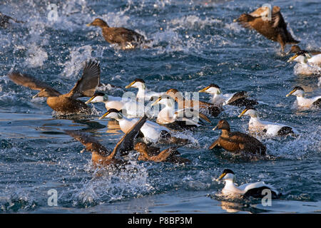 Eider comune (Somateria mollissima) gregge con maschi e femmine di decollare da acqua di mare Foto Stock