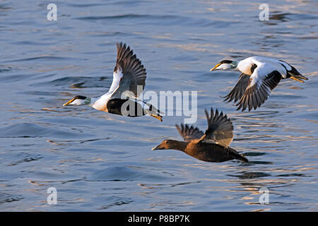 Eider comune (Somateria mollissima) gregge con maschi e femmine di decollare da acqua di mare Foto Stock