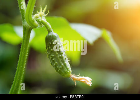 Il cetriolo cresce in giardino. La crescita e la fioritura dei cetrioli di serra. Buon cibo naturale cresce. Gli alimenti biologici sfondo Foto Stock