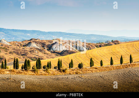 Strada e cipressi su una collina vicino a Asciano nelle Crete Senesi, Toscana, Italia Foto Stock