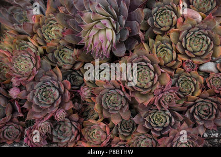 Molte piante succulente rossastro Foto Stock