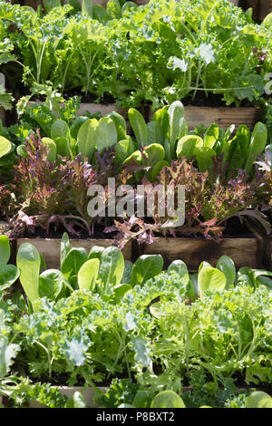 Insalata colture nei vassoi a Daylesford Summer Festival. Foto Stock