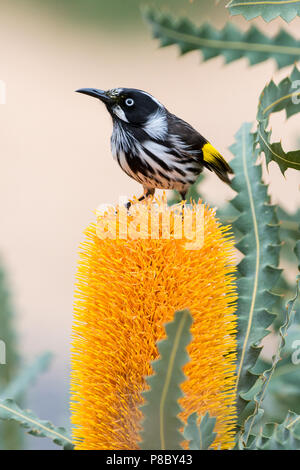 New Holland Honeyeater su Banksia fiore. Foto Stock