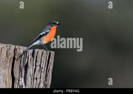 Un maschio di fiamma Robin appollaiato su un vecchio palo da recinzione Foto Stock