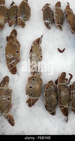 Bella immagine di tre spot granchio di nuoto (Portunus sanguinolentus) nel mercato tailandese Foto Stock