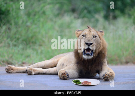 Funny lion foto, leone mangiare una bistecca Foto Stock