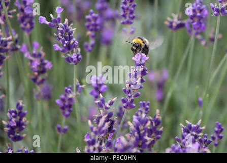 Berlino, Germania, scuro bumblebee raccoglie il nettare da un fiore di lavanda Foto Stock