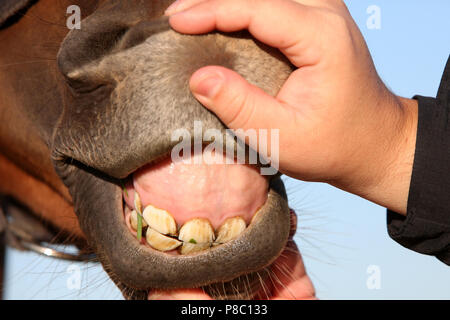 Neuenhagen, denti di taglio di un Jaehrlings Foto Stock