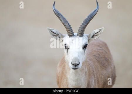 Maschio nero codato ritratto gazelle, maschio goitered gazelle ritratto Foto Stock