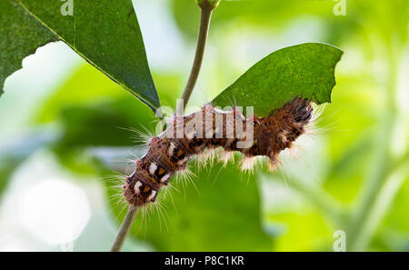 Caterpillar colorati mangiare foglia-close up Foto Stock