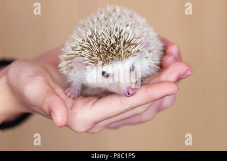 Carino il riccio in mano, close-up Foto Stock