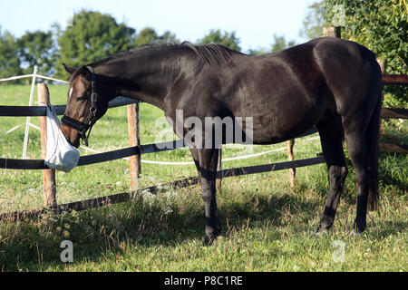 Gestuet Westerberg, cavallo sniffs curiosamente del pascolo su un sacco di pulizia Foto Stock