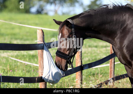 Gestuet Westerberg, cavallo sniffs curiosamente del pascolo su un sacco di pulizia Foto Stock