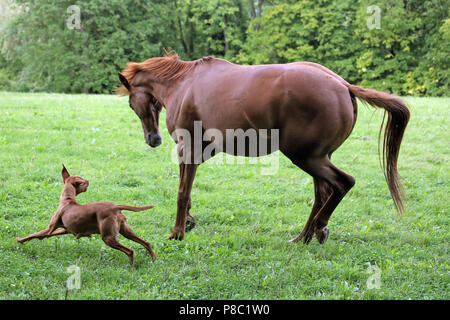 Gesto Westerberg, cavallo e cane giocare insieme al pascolo Foto Stock