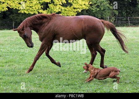 Gesto Westerberg, cavallo e cane giocare insieme al pascolo Foto Stock