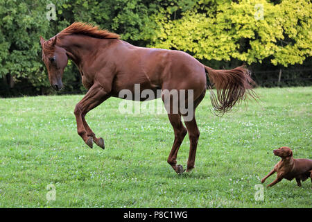 Gesto Westerberg, cavallo e cane giocare insieme al pascolo Foto Stock