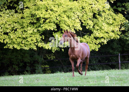 Gesto Westerberg, trotto di cavalli al pascolo Foto Stock