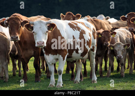 Ascheberg-Herbern, Germania, bovini su un pascolo guardare attentamente il visualizzatore Foto Stock
