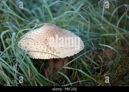 Neuenhagen, Germania, gigantesco fungo ombrello Foto Stock