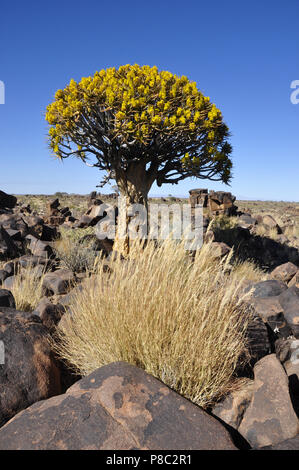 Faretra endemica-tree (Aloe dichotom, kocurboom) foresta in Namibia Foto Stock
