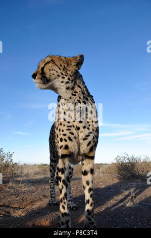 Un Jeetha nel Kalahari namibiano; dove un terzo della popolazione mondiale vive. Foto Stock