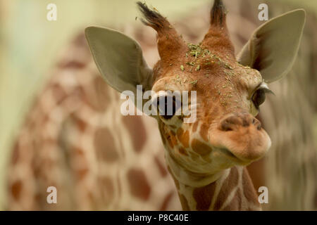 Più carini baby giraffe ritratto Foto Stock