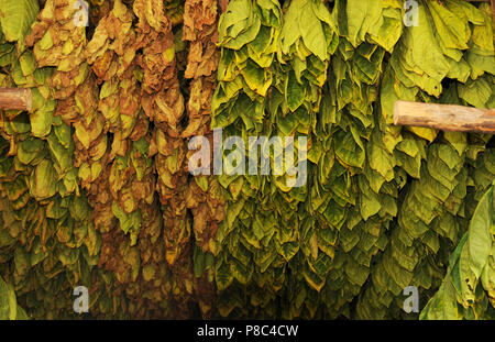 Cuba: verde e marrone tabbaco-lascia impiccati fino ad essiccamento in Vinales Foto Stock