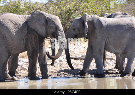 Namibia: due elefanti a Namutomi waterhole nel Parco Nazionale Etosha Foto Stock