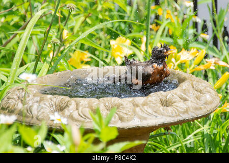 Un Soaking Wet American Robin, Turdus migratorius, spruzzi in un bagno di uccelli in un giardino in speculatore, NY USA Foto Stock