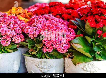 Vasi di piante succulente decorativo Kalanchoe Blossfeldiana in diversi colori Foto Stock