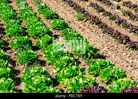 Lattuga cappuccina (Lactuca sativa var. capitata) Foto Stock