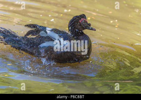 Anatra muta a Slimbridge Foto Stock