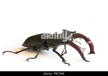 Stag beetle Foto Stock