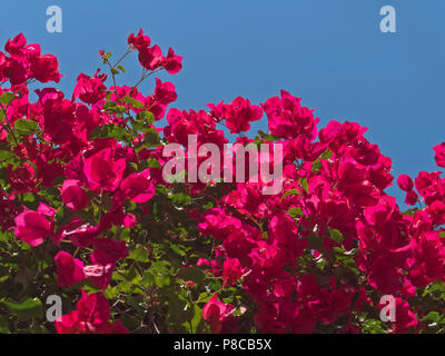 Magenta brattee della bougainvillea glabra, un vitigno ornamentali, visto nel Vescovo il giardino in Palma di Mallorca, Spagna. Foto Stock